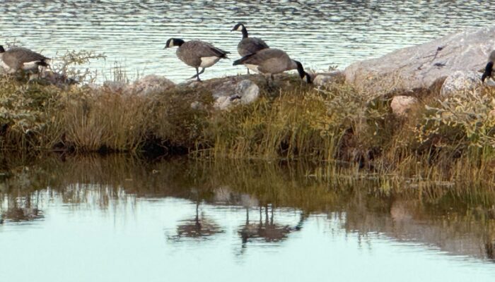 Canada Geese