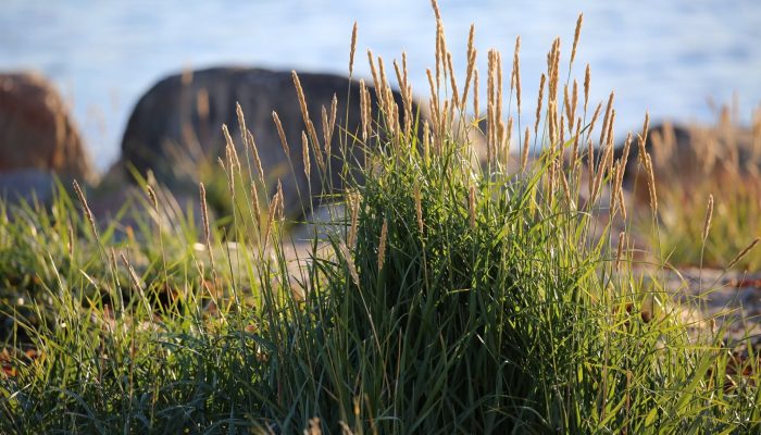 lyme grass